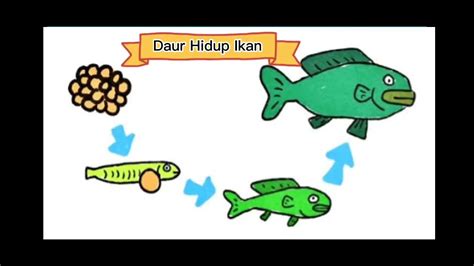 DAUR HIDUP IKAN - YouTube