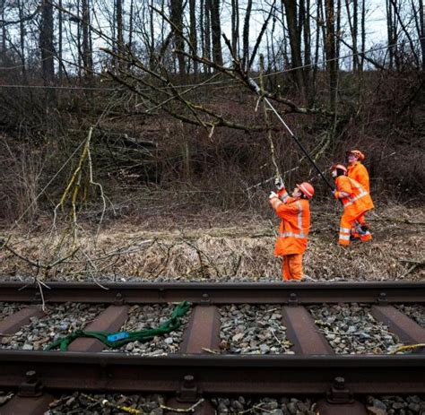 Baum droht auf Gleise zu stürzen U2 und U4 WELT