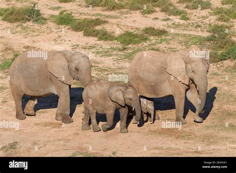 African Bush Elephants Loxodonta Africana Herd Mother With Baby And