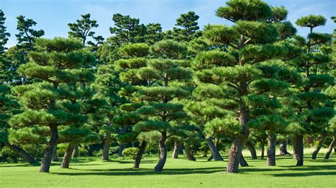 15 Tall Pine Trees You Should Grow In Your Yard