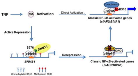 Relap65 Activates Transcription Through The Dual Mecha Open I