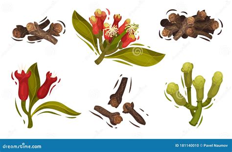 Dried Clove And Blossomed Flower Buds Vector Set CartoonDealer