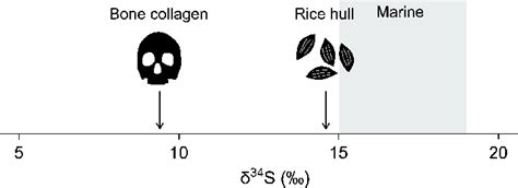 Results of sulfur isotope analysis on rib bone collagen and associated ...