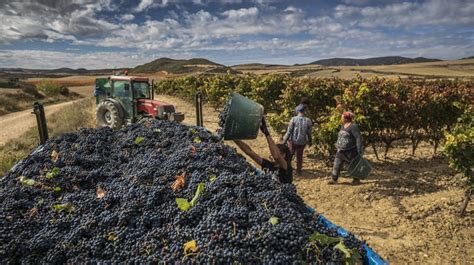 Suplemento Agro ARAG ASAJA Pide A Las Bodegas Que Valoren El Esfuerzo