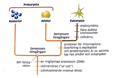 Cellen Liv Och Biologisk Systematik Flashcards Quizlet