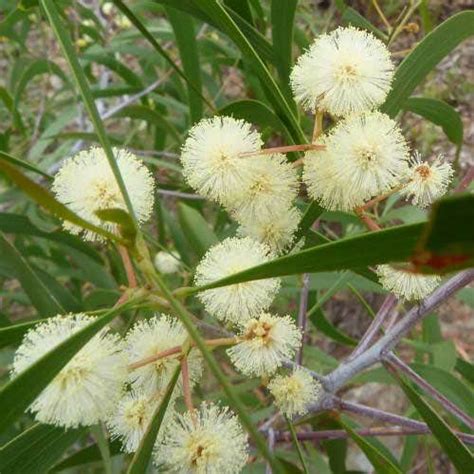 acacia implexa hickory wattle australian plants