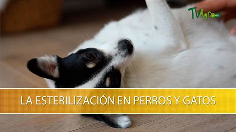 La Esterilizacion En Perros Y Gatos TvAgro Por Juan Gonzalo Angel