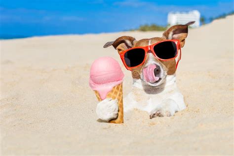 Ice Cream Dog Stock Image Image Of Cone Lick Enjoy 58044953