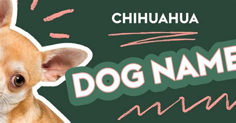 Chihuahua dog name ideas | ManyPets