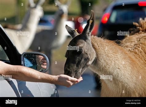 Feeding A Llama From The Car At West Midlands Safari Park Kidderminster