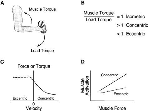 Mechanical And Activation Characteristics Of Eccentric Contractions A