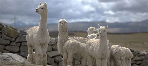 Alpaca Fiber And Cotton Cornerstones Of The Peruvian Textile Industry