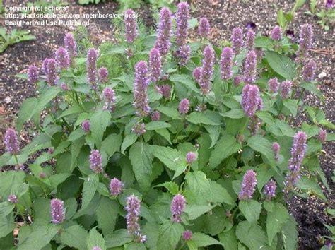 Plantfiles Pictures Agastache Species Anise Hyssop Giant Hyssop