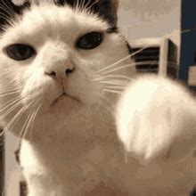 Cat The Cat Cat The Cat He Discover Share Gifs