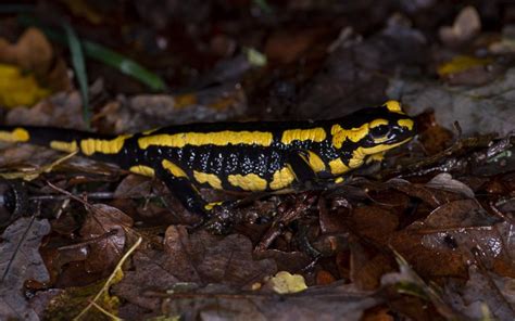 La Salamandre tachetée lanaturemoi