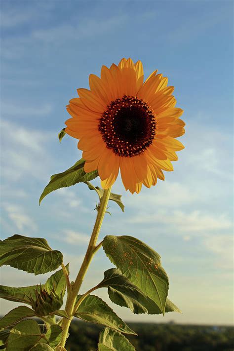 Giant Sunflower Photograph By Kathleen Groethe Miller Fine Art America