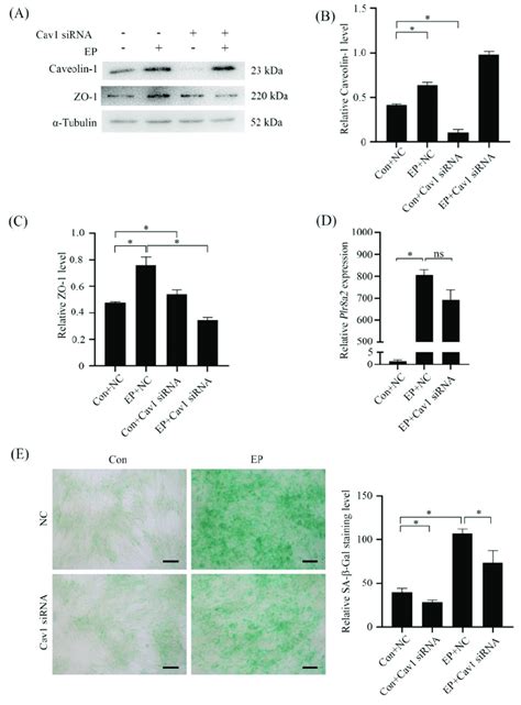 Effects Of Caveolin Sirna On Mouse In Vitro Decidualization A