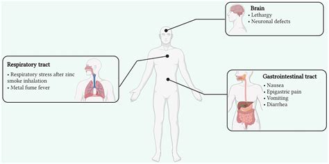 Frontiers Zinc Essentiality Toxicity And Its Bacterial Bioremediation A Comprehensive