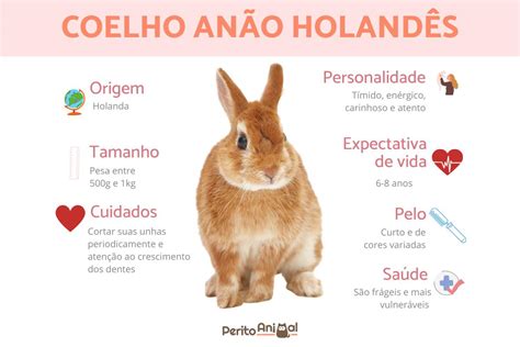 Coelho An O Holand S Guia Completo Caracter Sticas Da Ra A