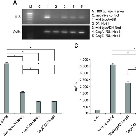 Expression Of Nucleotide Binding Oligomerization Domain Nod And