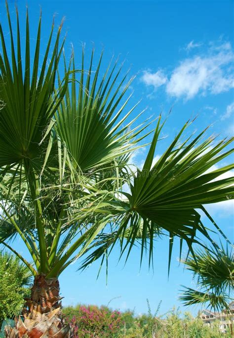 Beauty Palm Trees In Antalya Stock Image Image Of Grass Subtropics