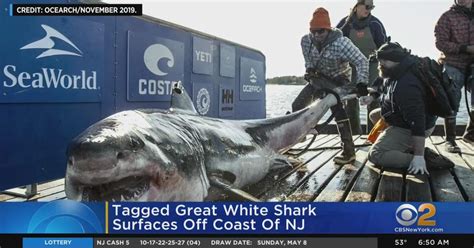 Great White Shark Tracked Off Jersey Shore Cbs New York