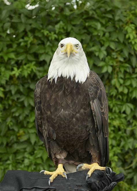 Bald Eagle Eagle Bald Perched Raptor Bird Nature Tree American