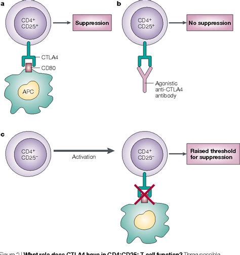 Figure 2 From Cd4cd25 Suppressor T Cells More Questions Than Answers