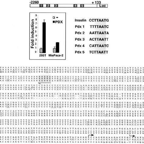 Identi Fi Cation Of Pdx Binding Sites In The Human Lrh Promoter