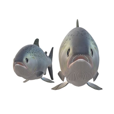 Pescado Aislado En Antecedentes Png