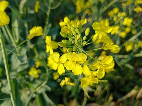 Mustard Mustard Flower Rapeseed Rapeseed Flower Yellow Flower