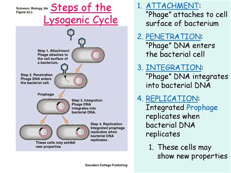 Lysogenic Cycle Steps