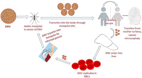 How To Detect Zika Virus Zikv Creative Diagnostics