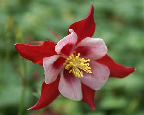 Aquilegia Songbird Cardinal Bluestone Perennials