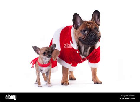 Two Funny dogs in Santa suit Stock Photo - Alamy