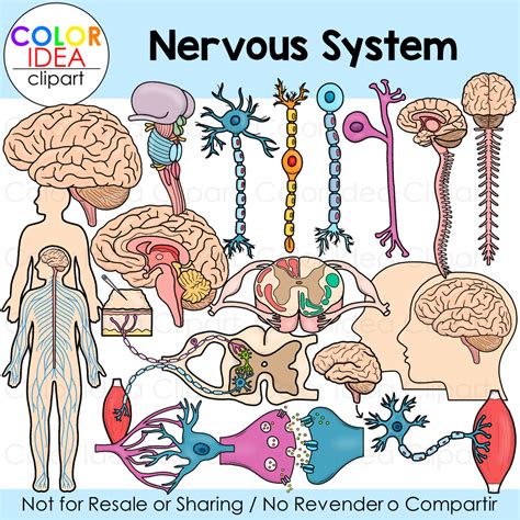 Filecentral Nervous System 2svg Wikipedia Clip Art Library