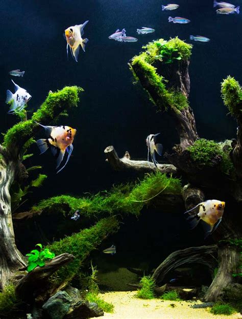 Saltwater Aquarium Vs Freshwater Tank Pros And Cons