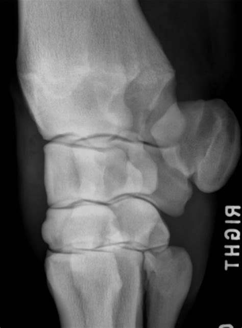 DLPMO Equine Carpus Radiograph Diagram Quizlet