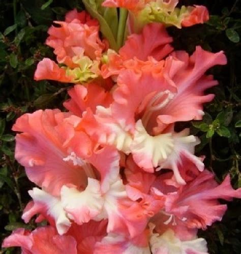 Gladiole Crete Frizzled Coral Lace Pachet Bulbi Garden Plant