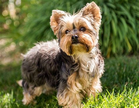 Yorkshire Terrier Origini Prezzo Caratteristiche E Allevamenti Il