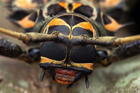 Acrocinus Longimanus Male Peru Mg8983 Frank Deschandol Flickr