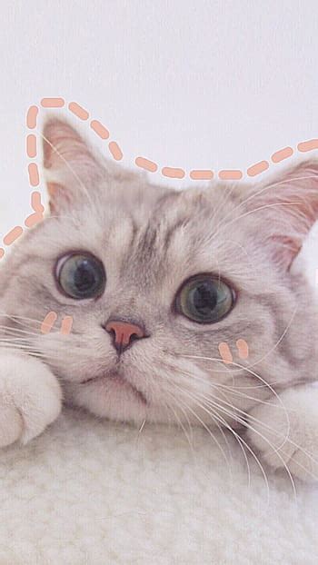 86 Cute Wallpapers Aesthetic Cat free Download - MyWeb