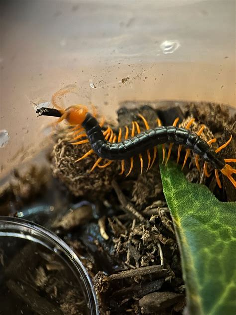 Scolopendra Dehaani Vietnam Yellow Leg Centipedes