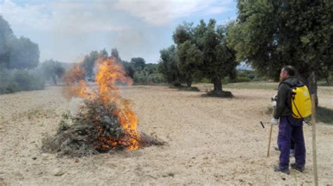 Autorizada Con Condiciones La Quema De Sarmientos Desde El 18 De Enero