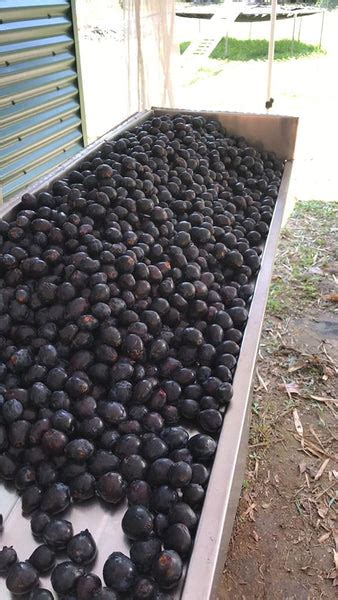 Davidsons Plum Jam Gourmet Bushtucker Kurrajong Australian Native