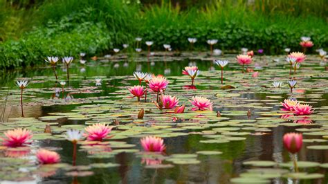 Pond With Beautiful Pink Lotus Flowers 4K 5K HD Flowers Wallpapers | HD Wallpapers | ID #59423