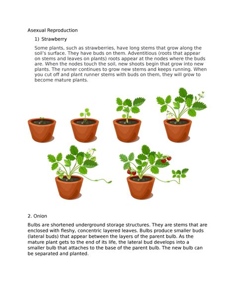 Asexual Reproduction Of Plants Asexual Reproduction Strawberry Some Plants Such As