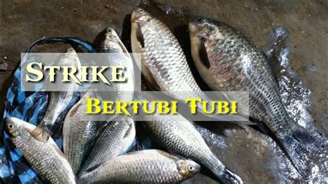 Strike Disambar Sama Ikan Ini Terus Terusan Youtube