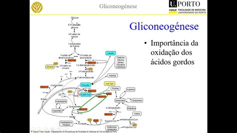 O Glicogênio Funciona Como Reserva De Glicose Das Células Animais