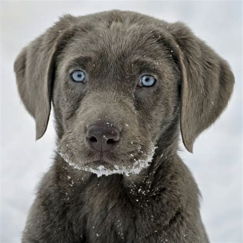 Banco de Imágenes Gratis: Cachorro labrador (Animales Nobles y Hermosos)